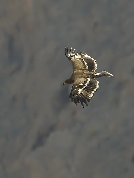 Arokotka, Steppe Eagle, Aquila nipalensis